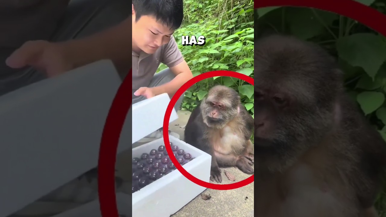 Heartwarming bond between zookeeper and monkey ❤️ #monkey