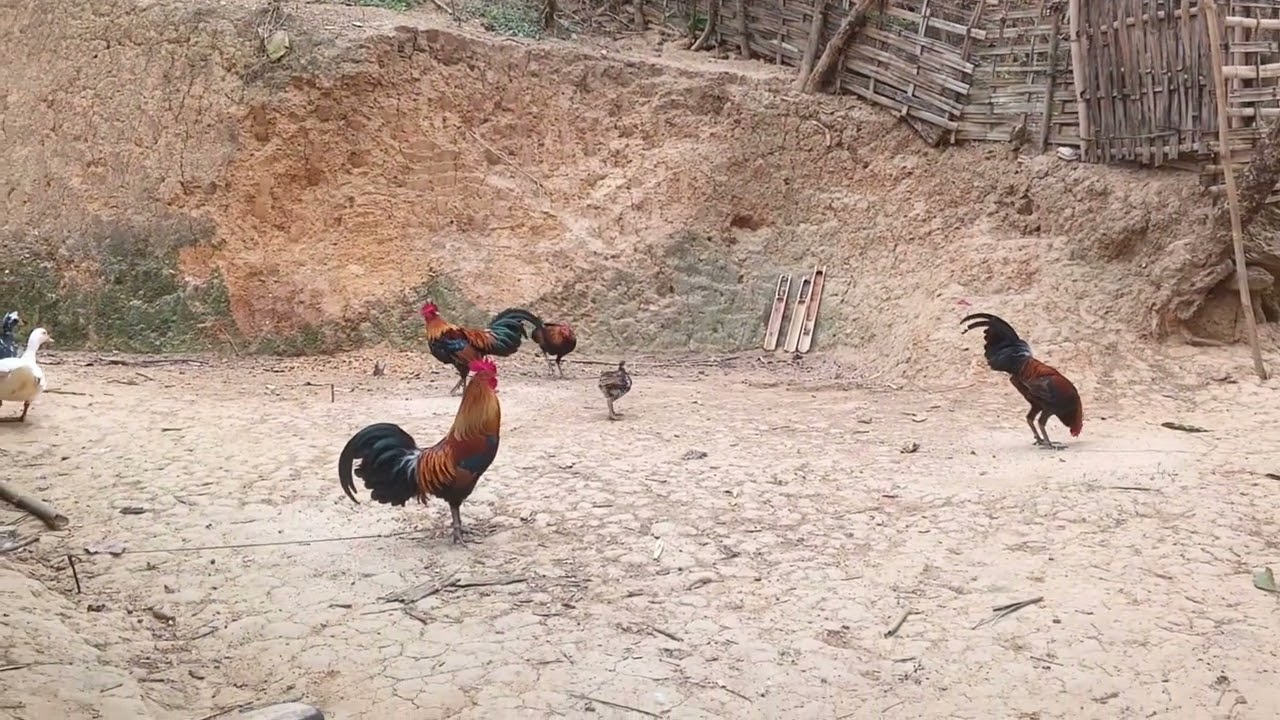 qaib dib qua zoo dib tuaj zoo (2026)