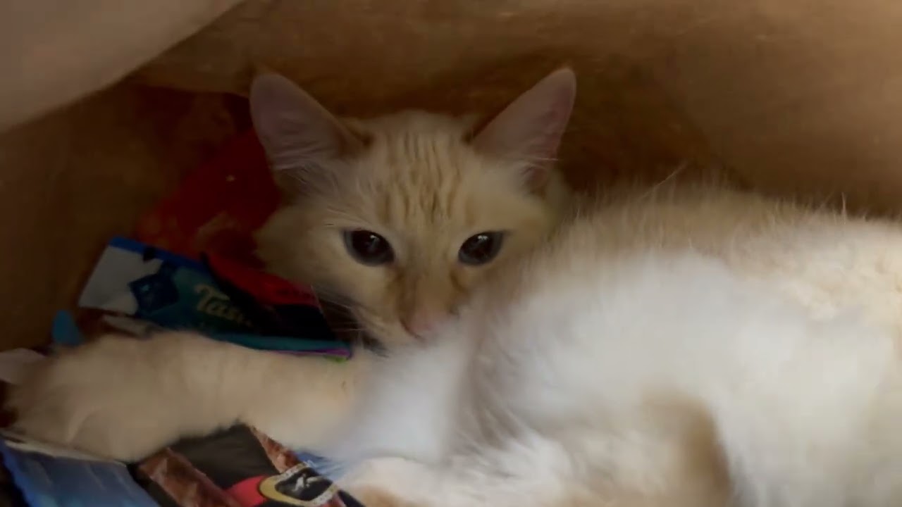 # these are my treats and food  cat likes ￼