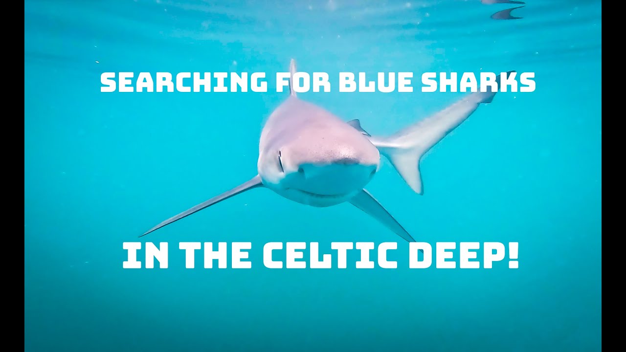 Swimming with Blue Sharks in the Celtic Deep! 4K!