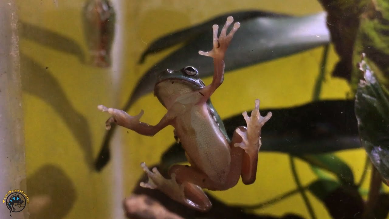 White's Tree Frogs are Back! 🐸  Unboxing the Newest Animal Additions to Our Shop!