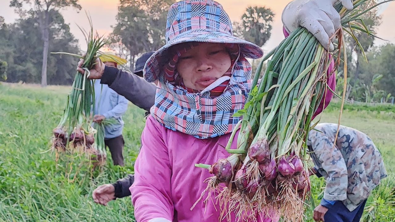 40,000 บาท/ไร่ คือต้นทุนในการปลูกหอมแดง มีอะไรบ้างตามไปดู@KwangE-Lee