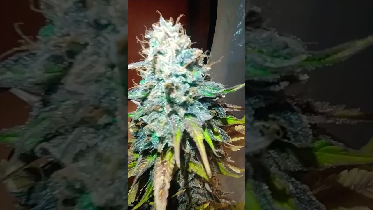 Critical XXL 😈 (Autofloreciente) #shortsyoutube #420 #cannabis