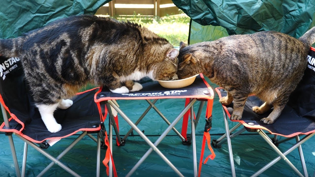 キャンプ気分を味わうねこ。 -Maru&Hana taste a camping feeling.-