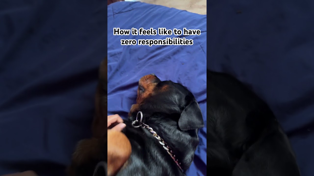 Chilling✨#rottweilers #rottweiler_world #shorts #rottweilerlovers #rottweilerlife