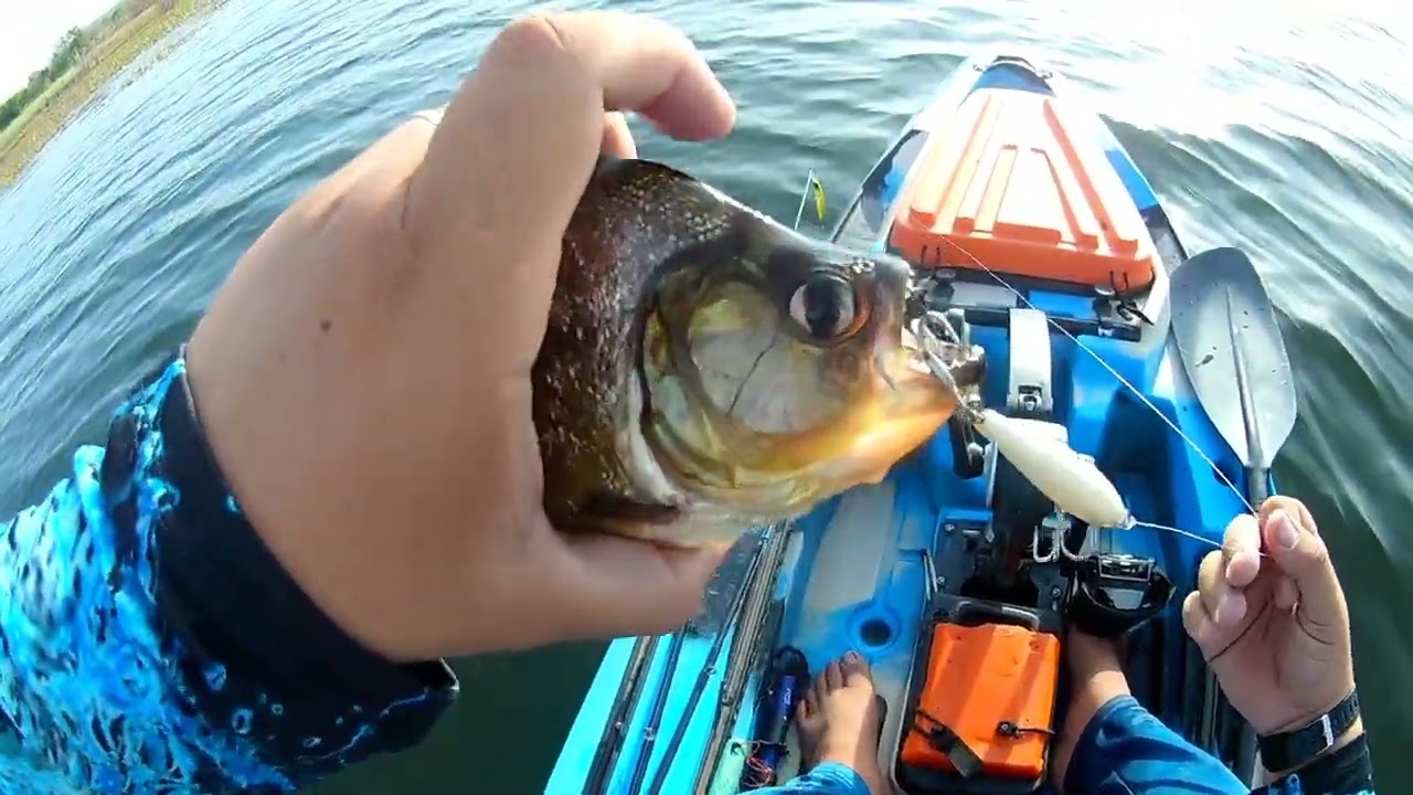 Onde tem Tucunaré, tem Piranha? Testamos o limite do açude umari. 🐟 #pesca #pescaria #tucunare