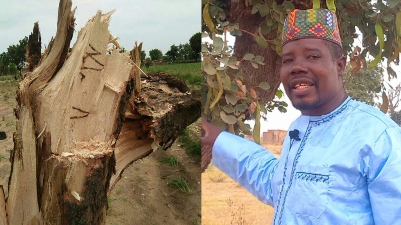 Kiwon Lafiya Tare da Dr. Adam Salisu Hassan || Amfanin Dorowa Ajikin Dan Adam.