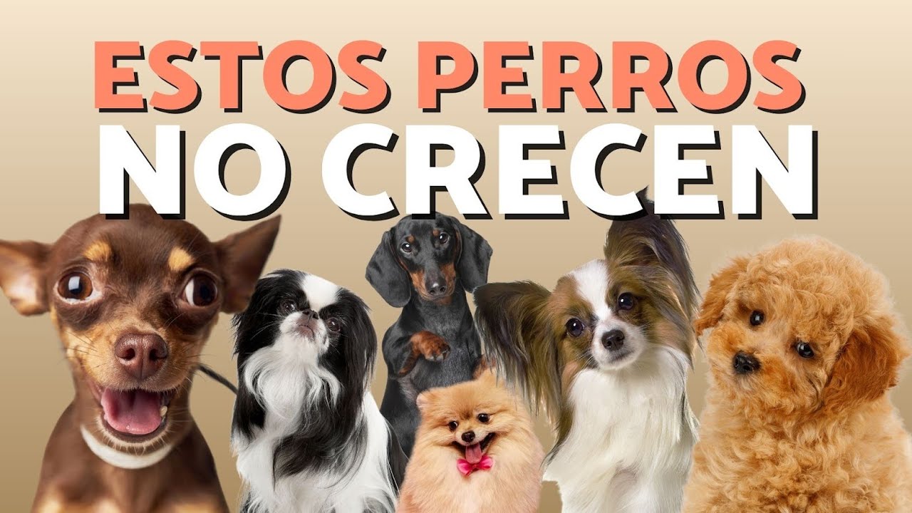 10 Razas de PERROS PEQUE&Ntilde;OS que NO CRECEN mucho 🐶 Ideales para tener en casa
