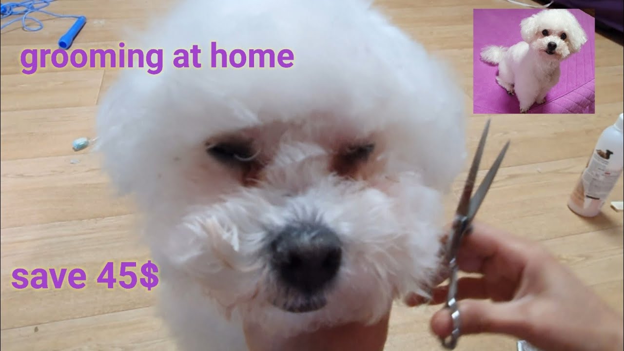 How to groom Bichon frise  at home. 비숑프리제        #bichonfrise #robin