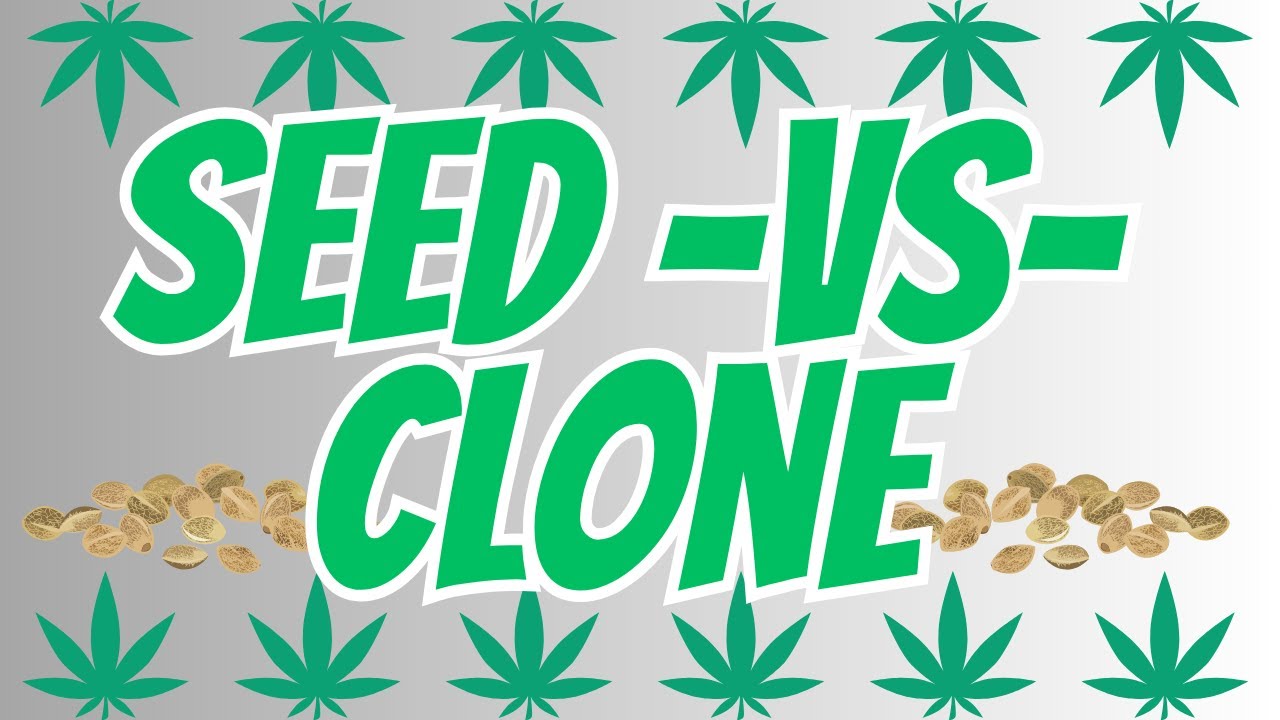 The Secret to Growing Cannabis: Seed vs Clone Revealed! #cannabiscultivation