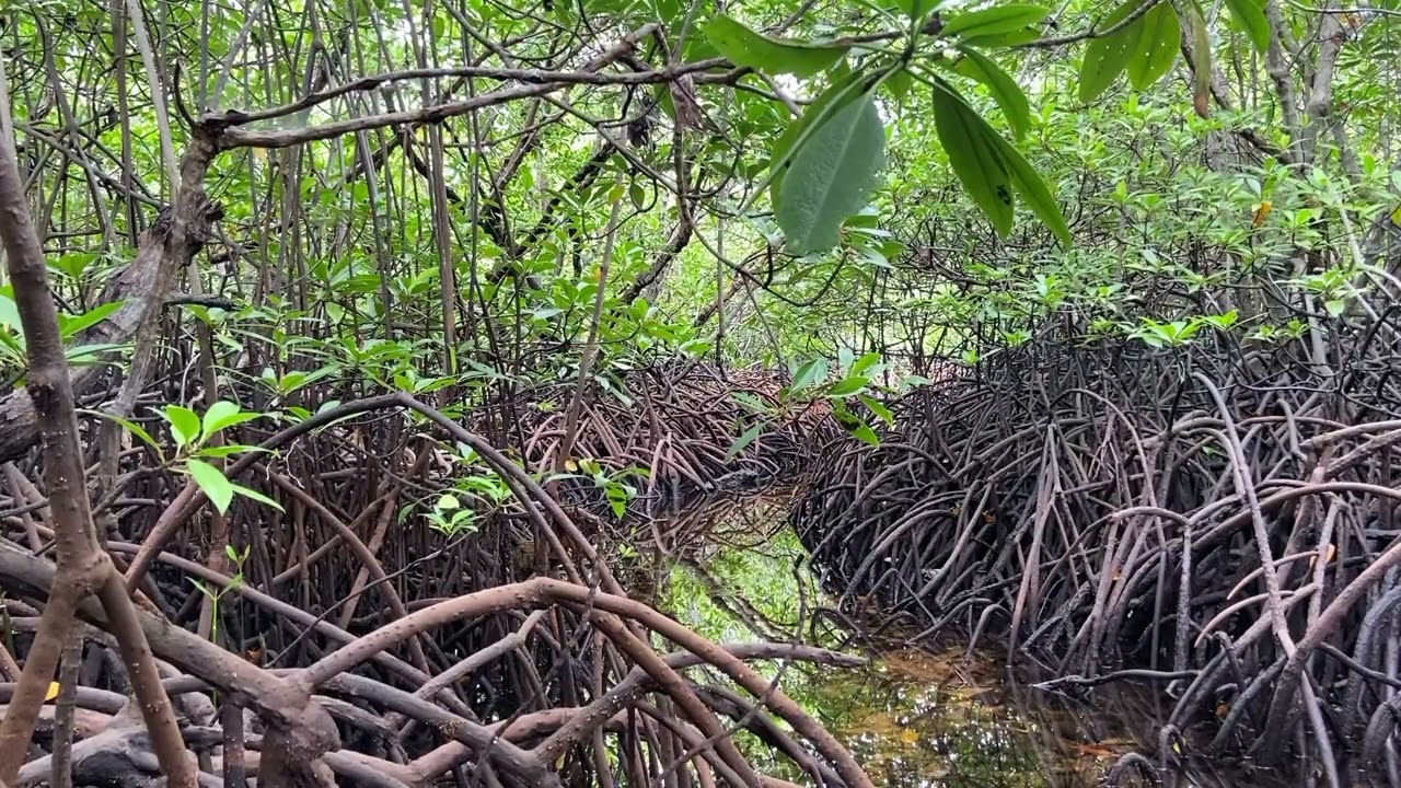 Quiet Mangrove Forest Ambience | Deep Relaxation Sounds