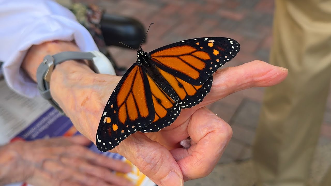 Wings We Raised: Butterflies at Falcons Landing Documentary