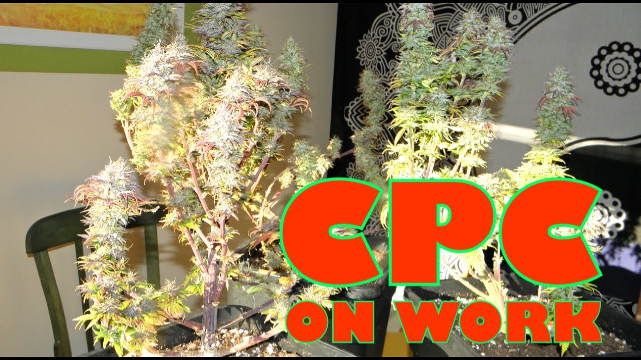 CPC on work