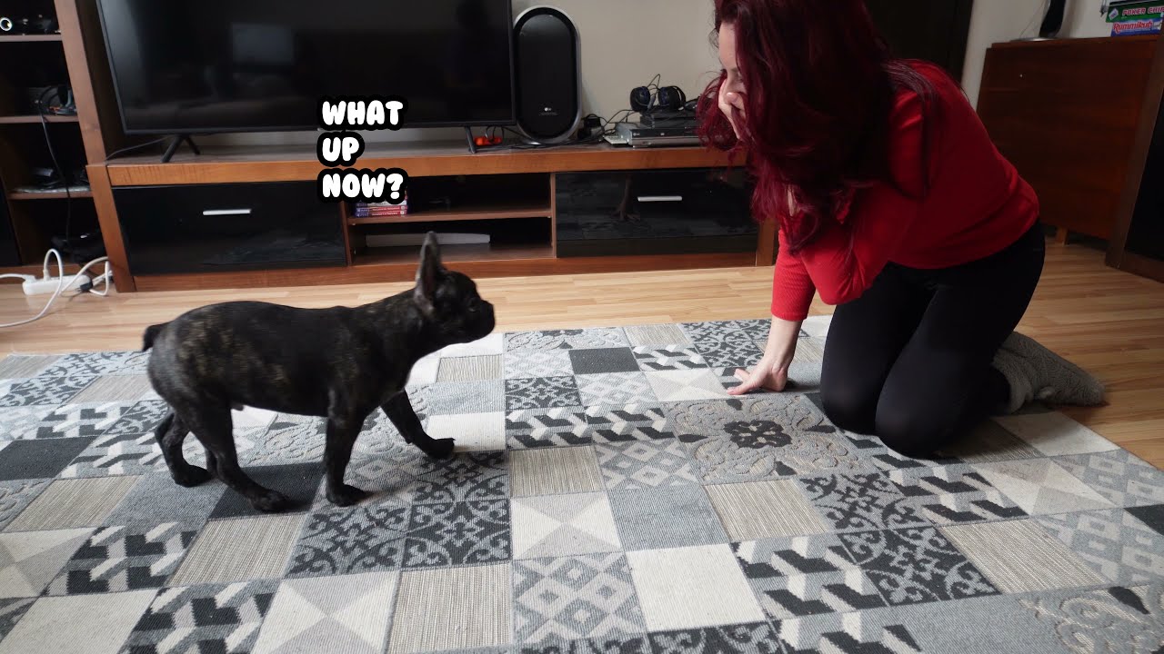 I Faked My Death Fainting In Front Of My French Bulldog To See What He Does!