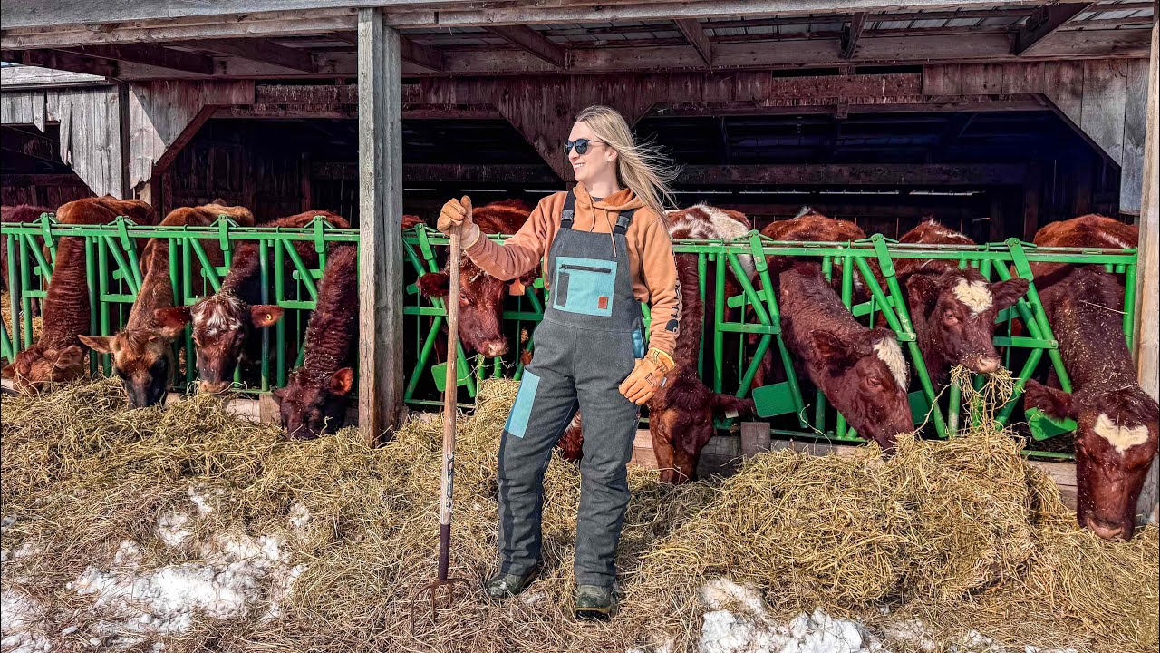 Come along for night chores and prepping a second calving area for new heifers arriving! 