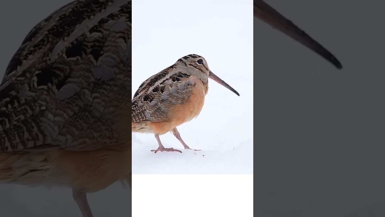 American Woodcock (Scolopax minor) on the snow @ Wachusett View #birds #birdcall #birdsong #nature