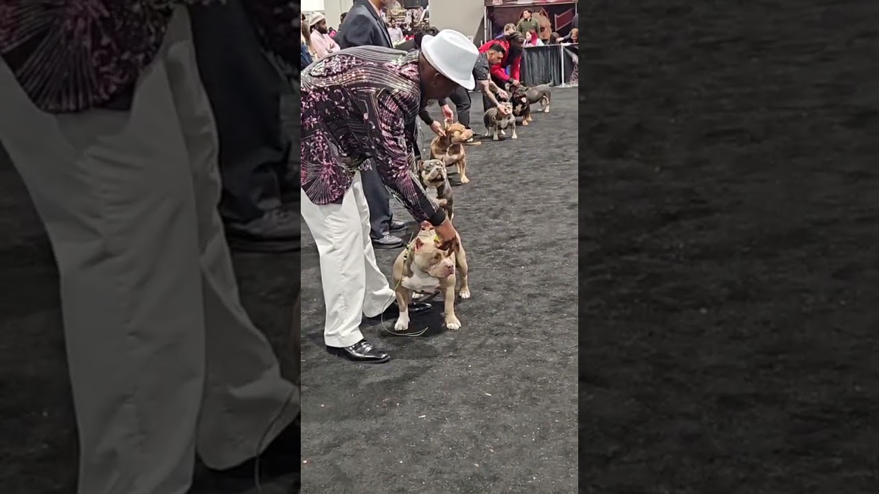 ABKC Nationals 2025: American Bully Champion, Grand Champion, Best of Breed and Best in Show