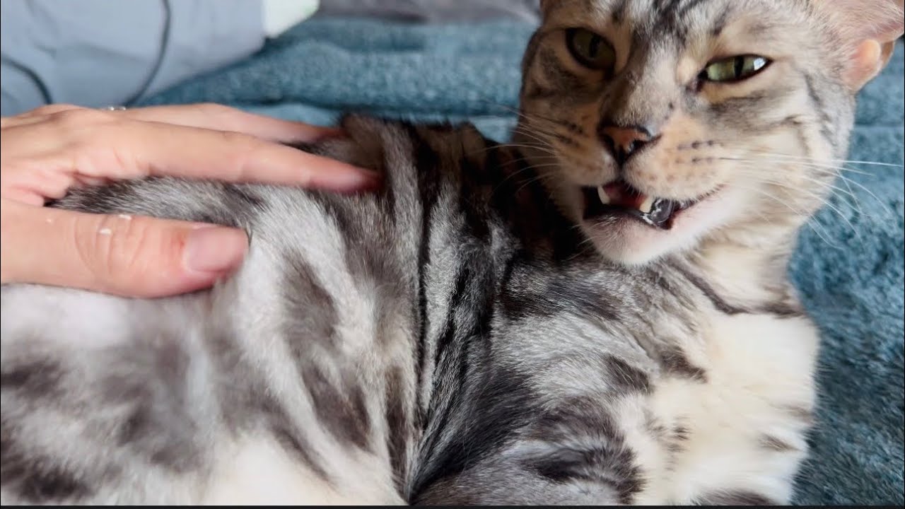 MEOWY HAPPY BIRTHDAY KITTY!! (Cat?!)
