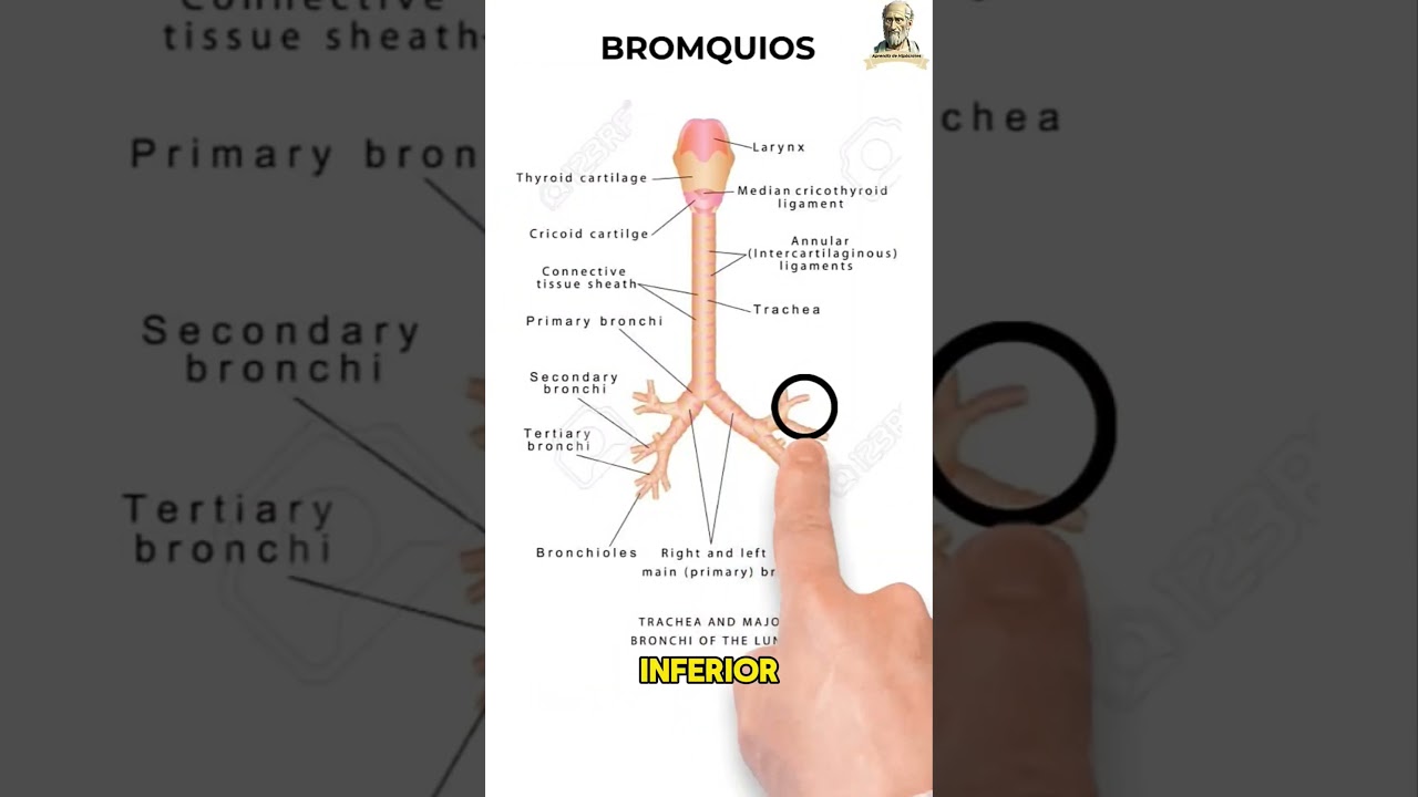 Anatom&iacute;a de los pulmones 🫁 #aprende #anatomia #pulmon #semestrosos