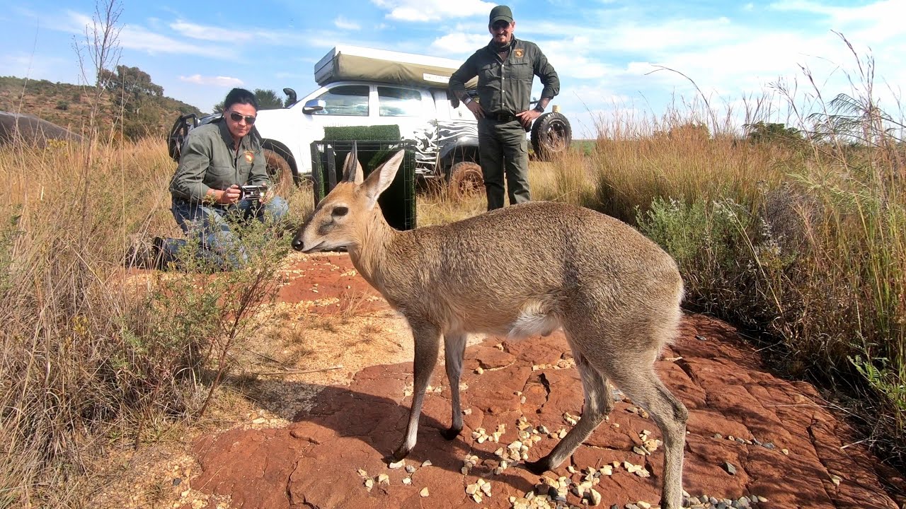 The Rescue & Release of Dezzi the Duiker