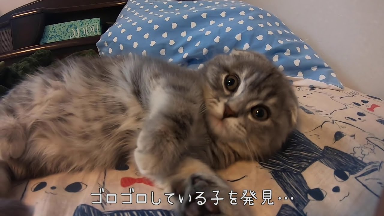 朝からゴロゴロしてる子猫がかわいい&hellip; スコティッシュフォールドのつむ