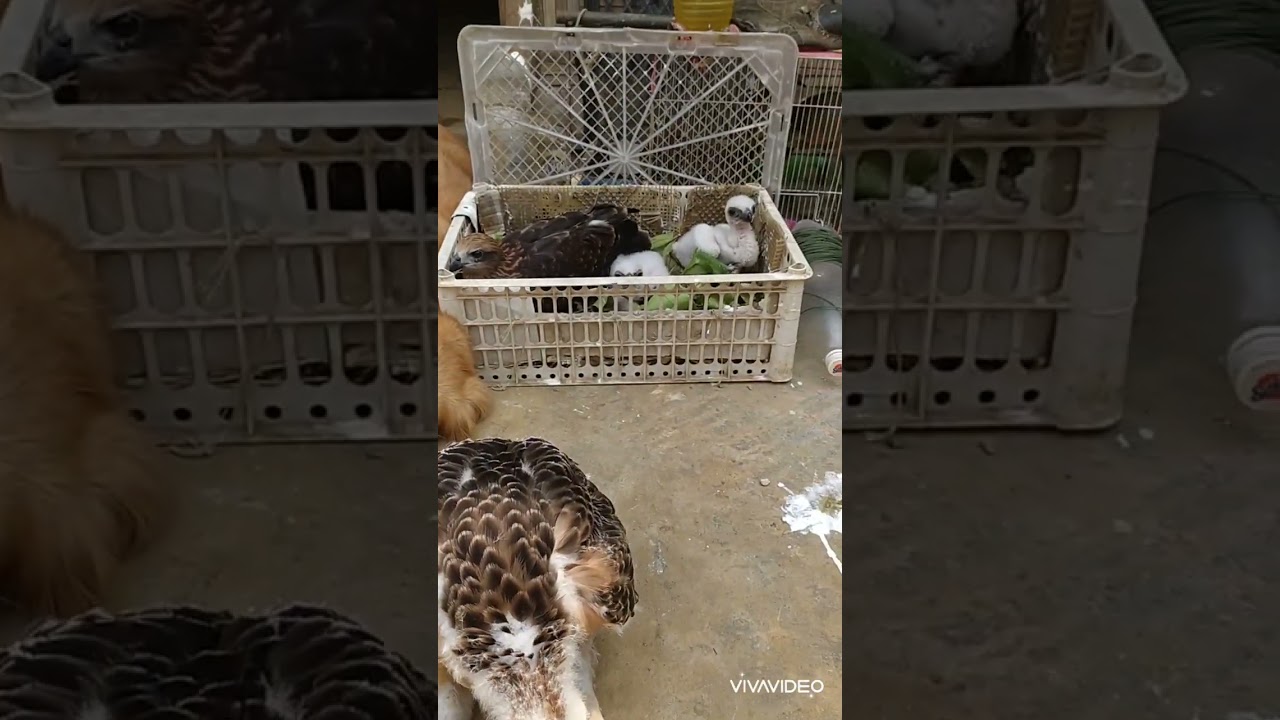 mountain hawk eagle baby...(natural breeding from myanmar)