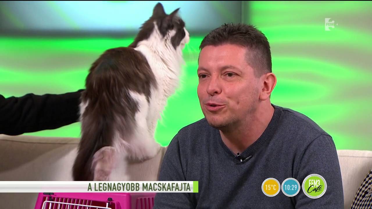 Tudj meg többet a Mainecoon cicákról - tv2.hu/fem3cafe