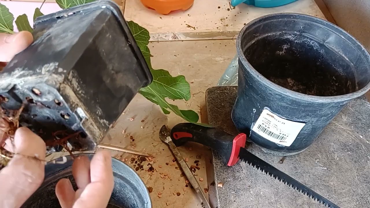 Esquejes higuera: Seramis VS Akadama #bonsai #bonsaitree #cuttings