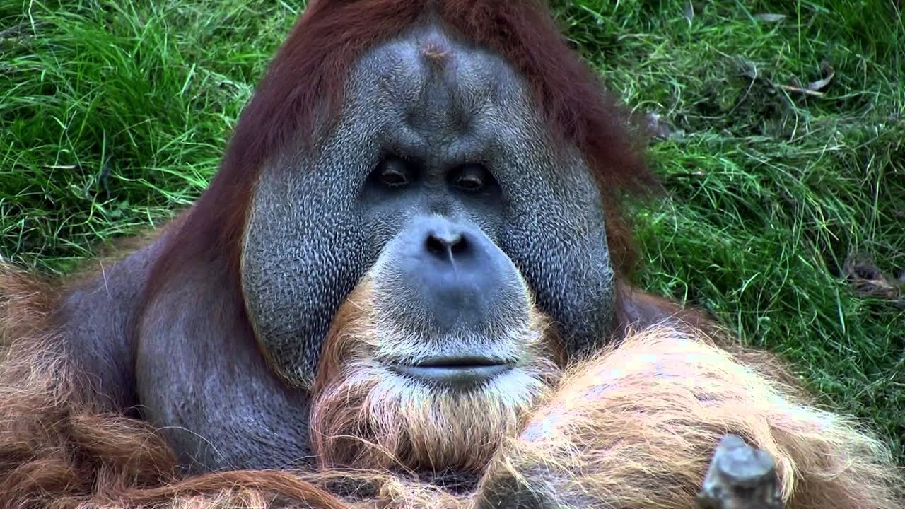 Orang Utans - Bimbo der Chef - Autorität seiner Sippe - Zoo Leipzig 2012