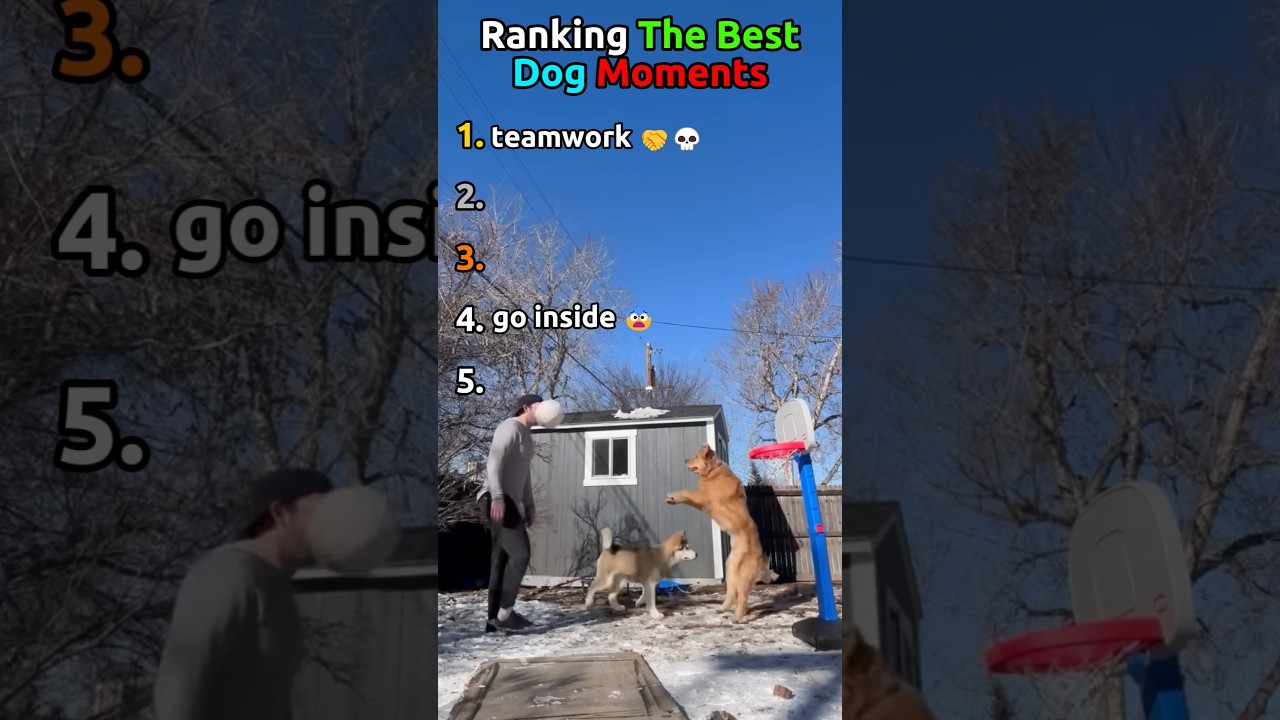Ranking The BEST Dog Moments of ALL TIME 🔥