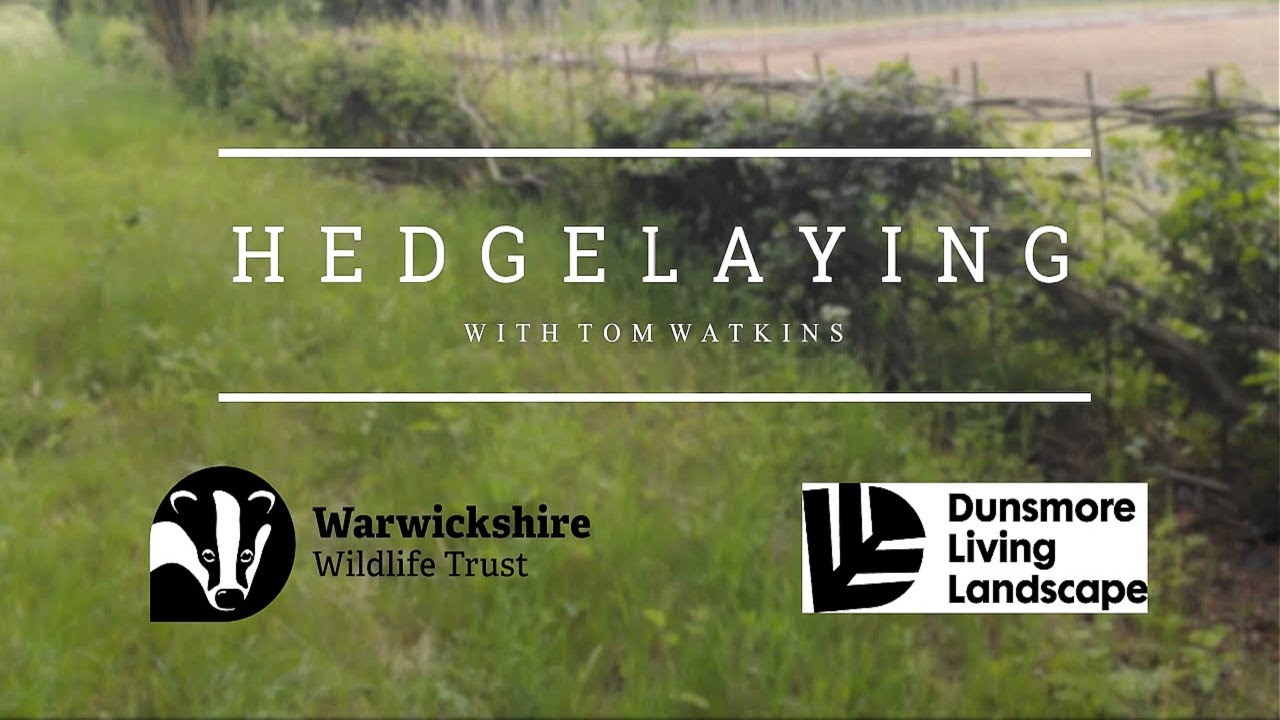 Hedge Laying with Tom Watkins - a film by WILD Presentations for Warwickshire Wildlife Trust.
