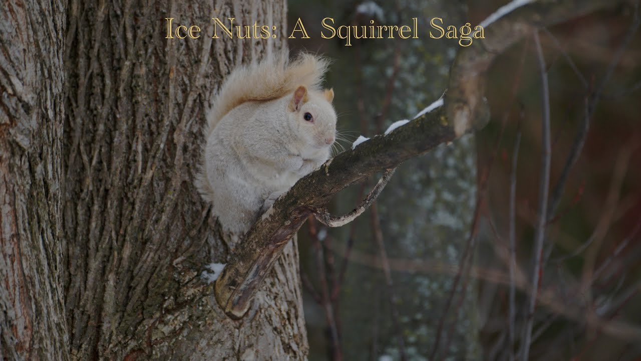 Ice Nuts: A Squirrel Saga