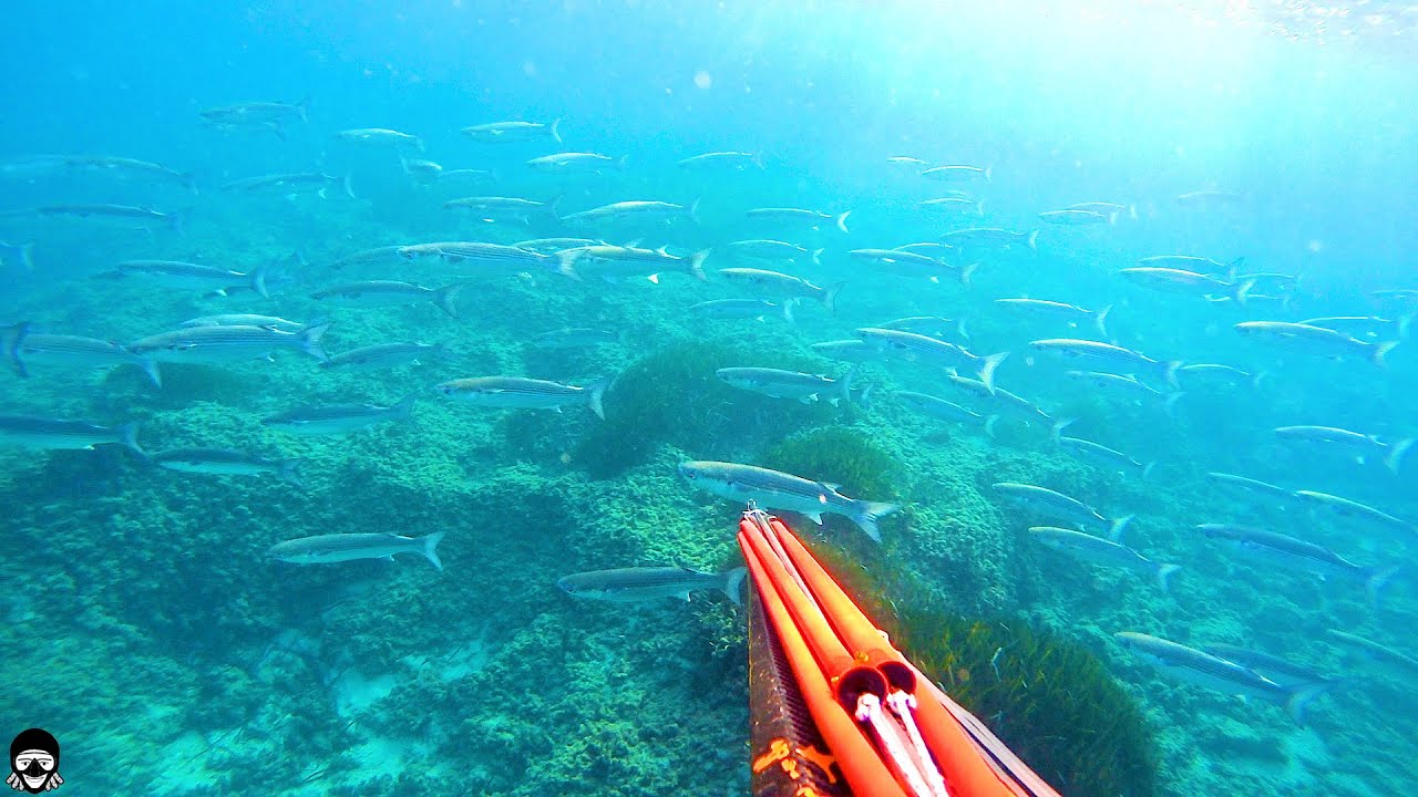 Pesca submarina de lisas (m&uacute;joles) y como secarlas en sal