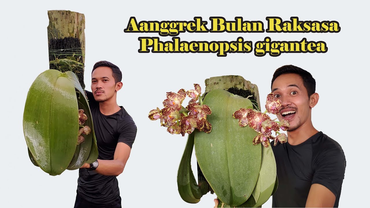 Anggrek Bulan Raksasa Phalaenopsis gigantea