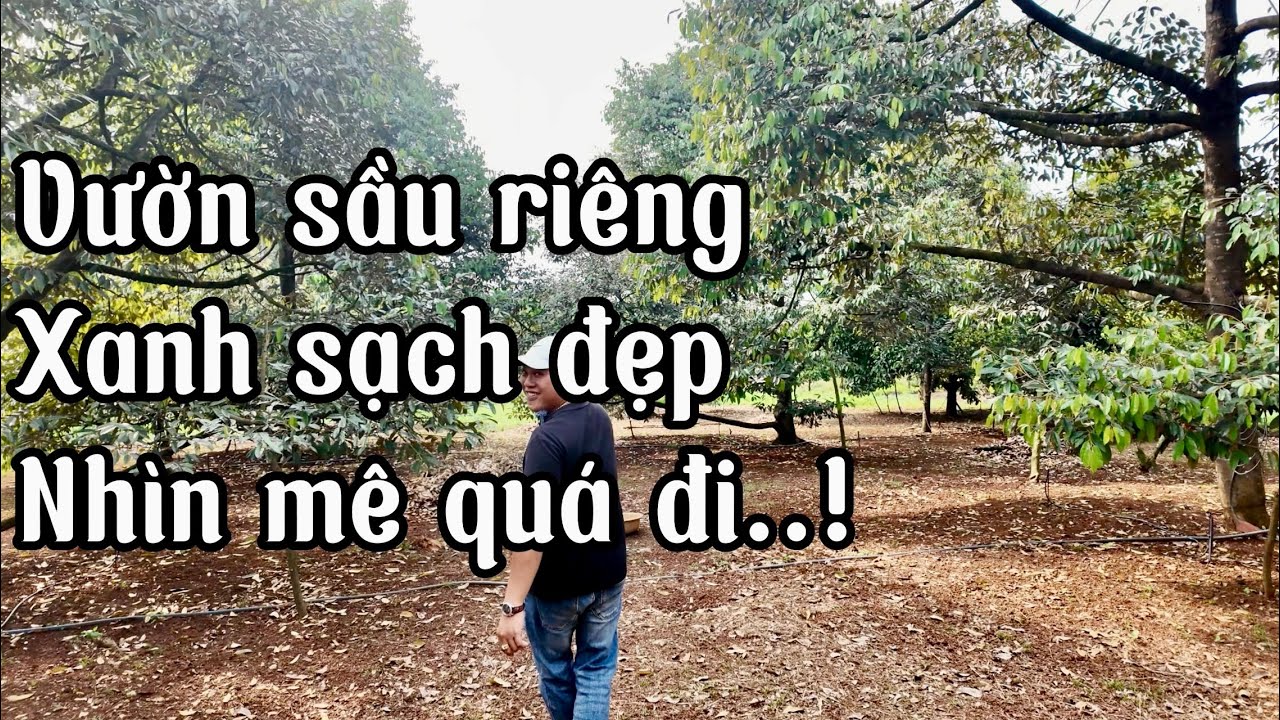 CÔ DANH bán gấp mảnh đất full vườn trái cây nhìn mà mê tại bà rịa vũng tàu