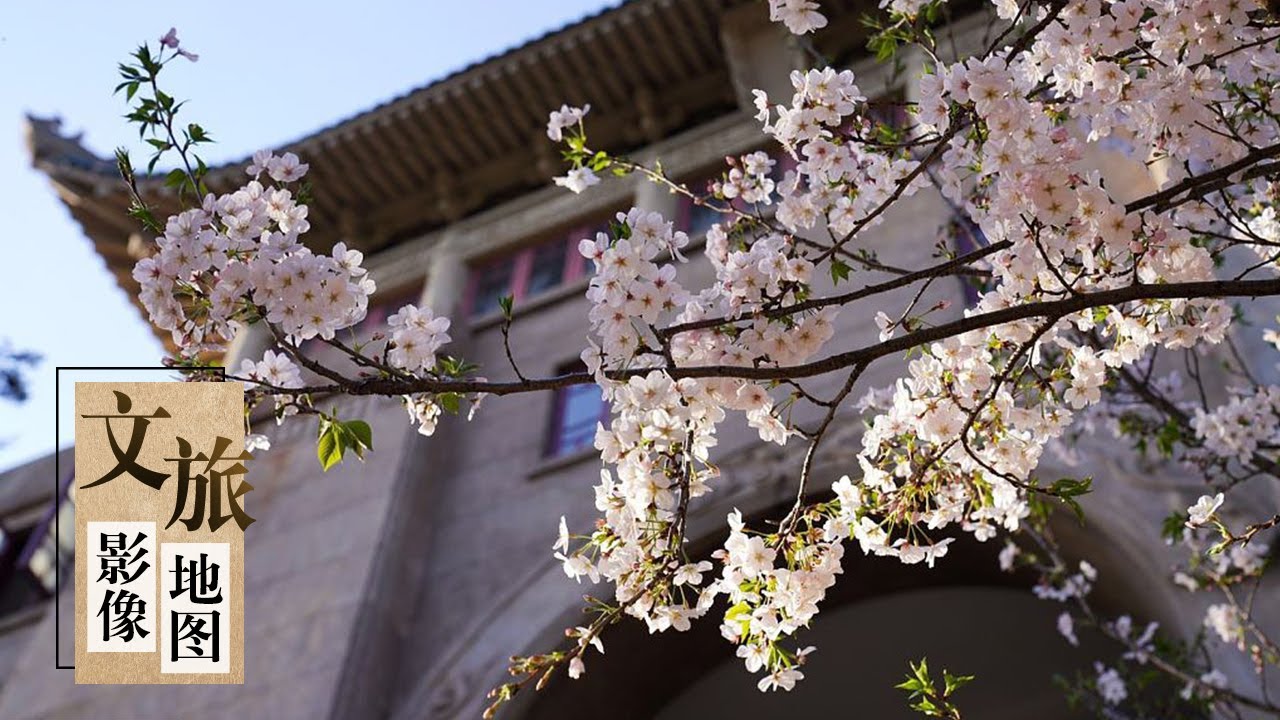武汉大学（上）：走进最美大学 樱花迎春盛开 「文旅影像地图」