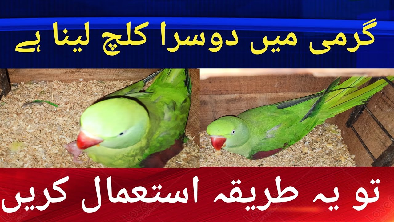 Parrots second clutch start.گرمی میں دوسرا کلچ لینا ہے تو یہ طریقہ استعمال کریں ۔
