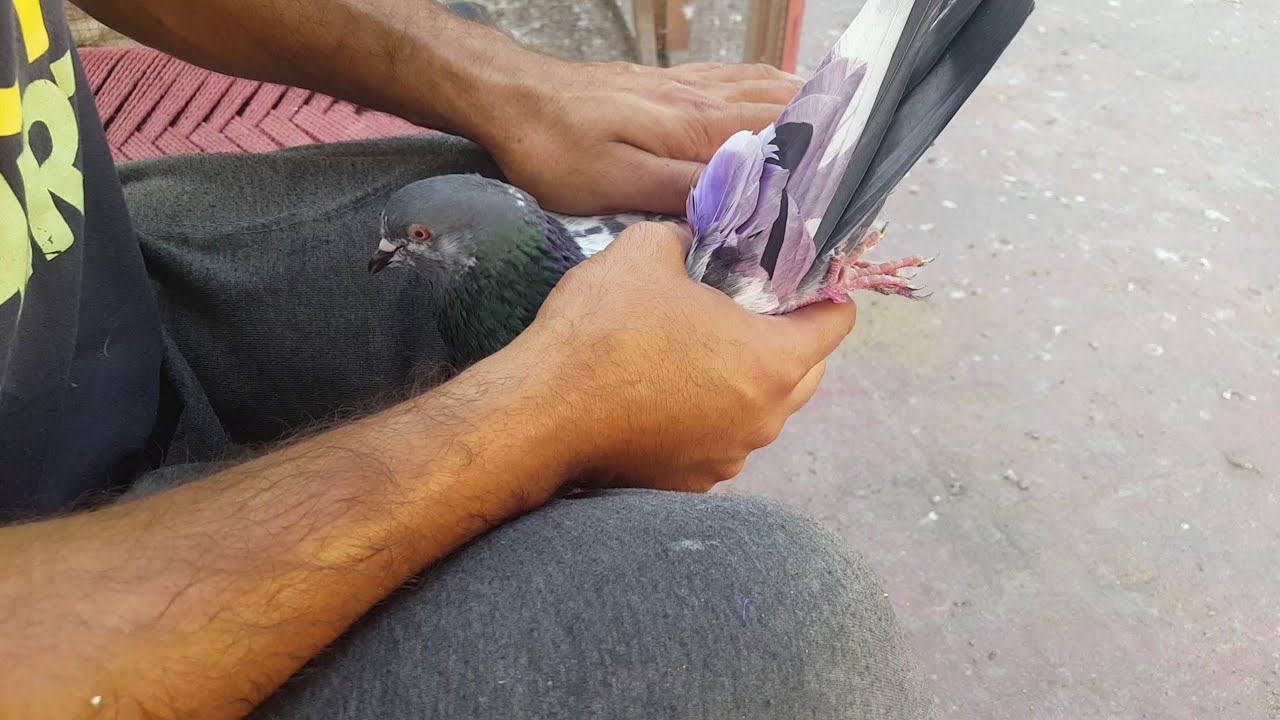 Parwaz Sy Wapsi Pr Sambhal || Hashim Mahmood Pigeons