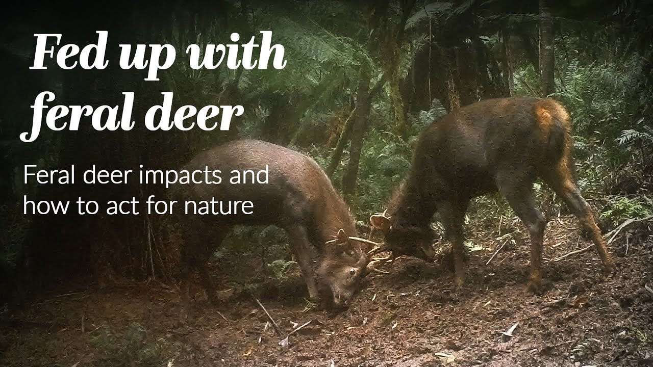 Fed up with feral deer - Feral deer impacts and how to act for nature