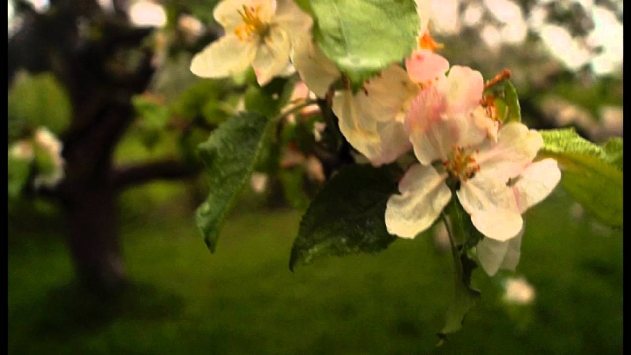 NEED FOR NATURE #1 /*WAITING FOR SUMMER*\