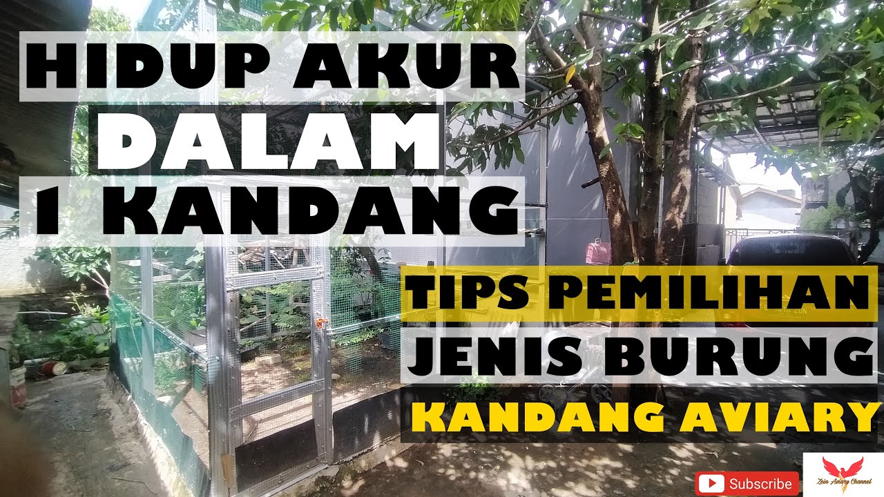 HIDUP AKUR DALAM 1 KANDANG | TIPS PEMILIHAN JENIS BURUNG DI KANDANG AVIARY