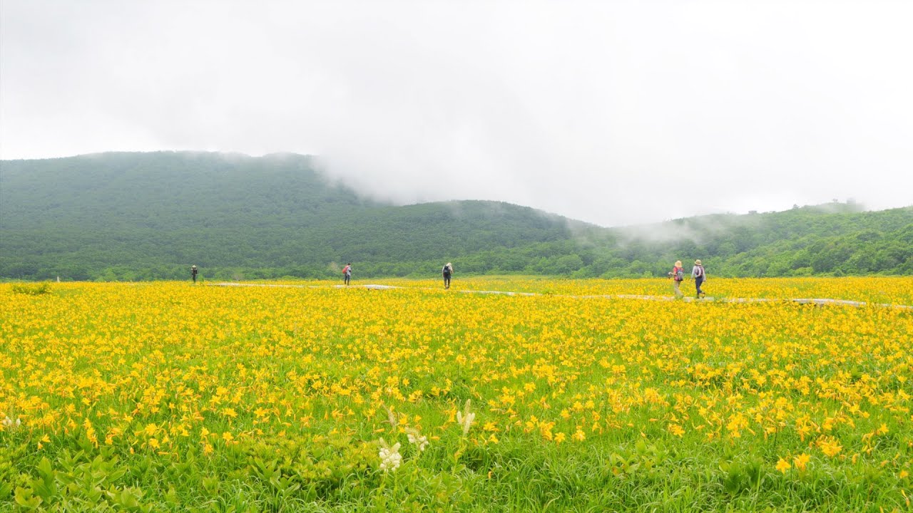 ニッコウキスゲの花咲く頃　　　北の旅　　さとう 宗幸