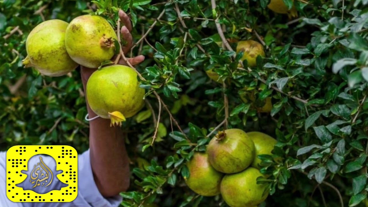 مسحباني شيلة الباحة ياديرة الخير- احمد البشيري2019