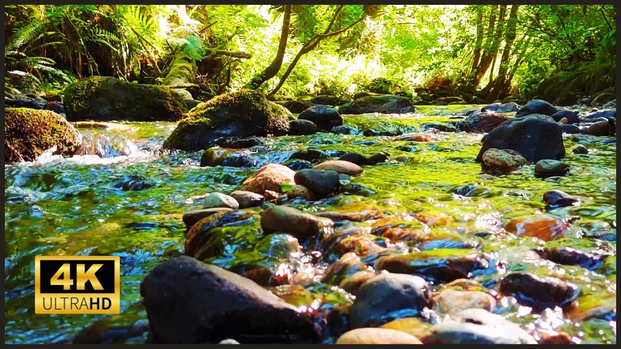 Peaceful Forest Stream Water Sounds for Sleep, Study, and Relaxation #nature #relaxing #whitenoise