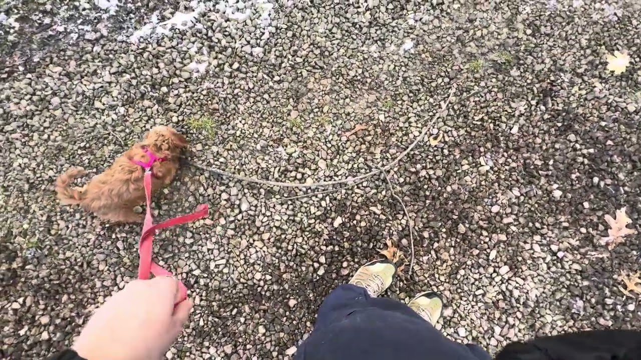 Rosie Outdoor Training Session 12/01
