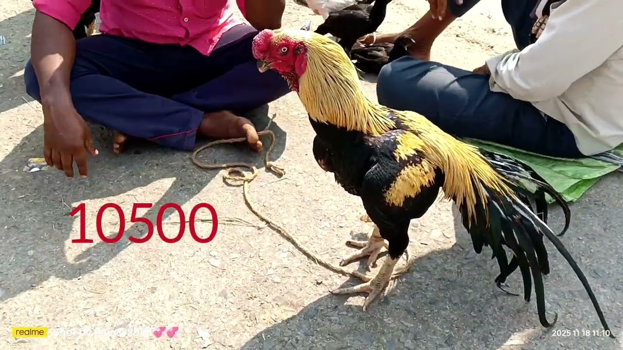 Biggest murga market balarampur today 