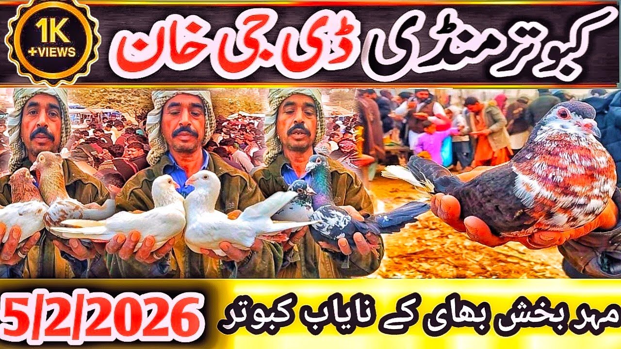 Kabootar Mandi | DGKhan Latest Update 45Vlog | DGKhan Kabutar Mandi | Mandi Mai Nayab Khubsoret Bird