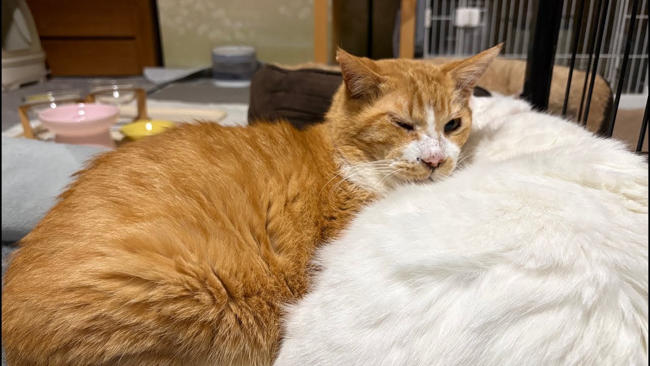 2月ですね🌙おやすみ配信【26年2月1日】
