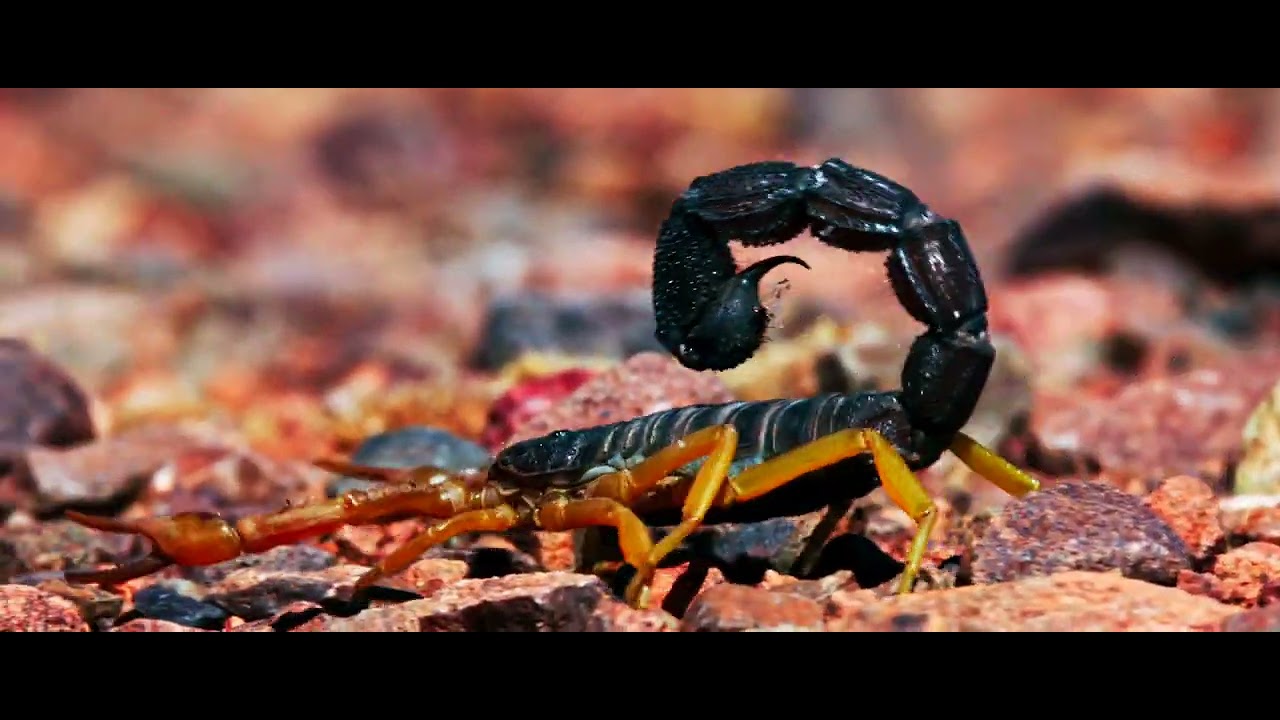 MIND THE STING: Parabuthus thick-tailed scorpions, immediate medical attention! #whynamibia