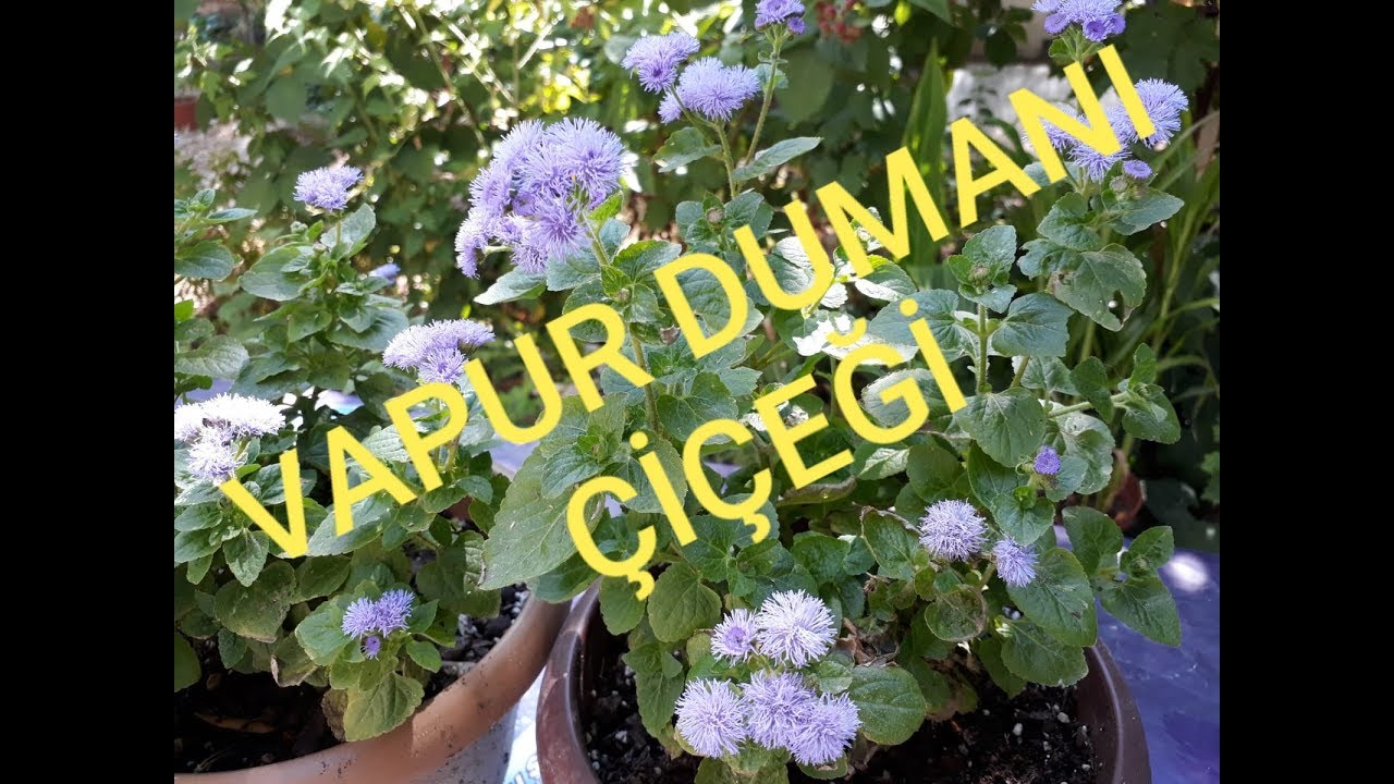 VAPUR DUMANI ÇİÇEĞİ!!!